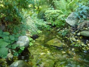 Beek in tuin